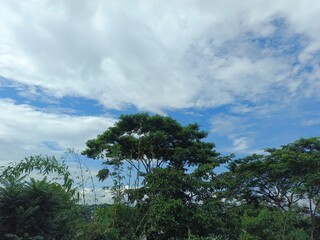 Obraz premium The Bright Blue Heaven With Soft Clouds Above The Forest ijhgy