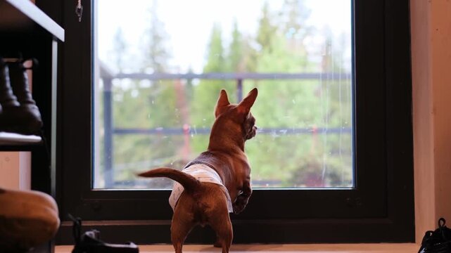 Small brown dog with erect ears is gazing out of a large window, observing the lush green trees outside, showcasing a moment of curiosity and connection with nature in a cozy indoor setting