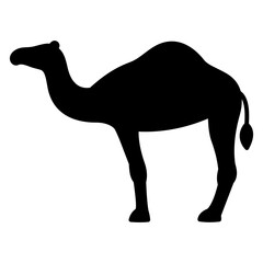 camel