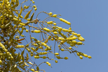 Seed beans of a Japanese pagoda-tree (Styphnolobium japonicum) in a city park in autumn