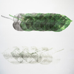 Photocopy of a group of green and black leaves on paper