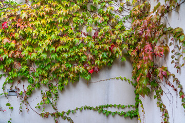 Herbstliche Hauswand Wildes Weinlaub in leuchtenden Farben von Grün, Gelb und Rot am Gebäude