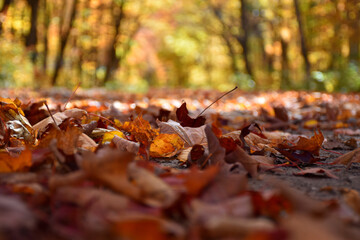 Autumn foliage in the forest, Sainte-Apolline, Québec, Canada