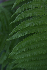 fresh green fern wallpaper