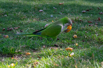Monk Parakeet Eating Palm Date on Grass