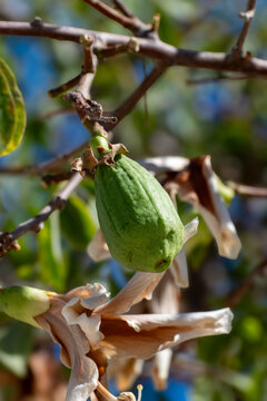 Close Up of White Floss Silk Tree Fruit ceiba speciosa