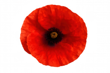 Red poppy flower closeup with soft petals, symbolizing remembrance, isolation, and peace on a transparent background
