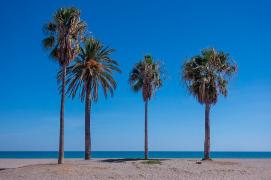 Four Palm Trees on Empty Beach with Sea Horizon