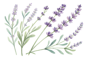 Naklejka premium Lavender Watercolor Sprigs in Minimal Style 