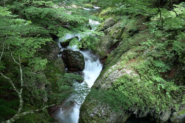 小田深山渓谷　安芸貞渕の滝　夏の景観　(愛媛県　内子町）