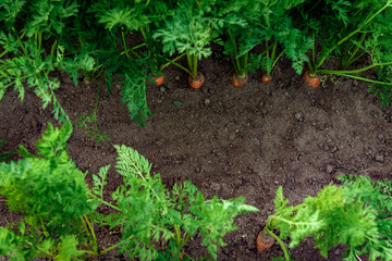 Ripe carrots growing in soil in garden. Harvest fresh carrots.