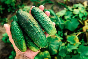 Gardener's hand holding harvest of fresh cucumbers in summer.