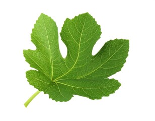 A close-up of a vibrant green, multi-lobed leaf on a white background