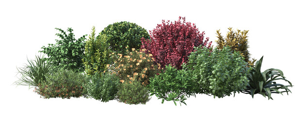 Shrubs and flower on a transparent