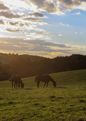 Obraz premium Silhouetted horses grazing on a green hill during golden hour