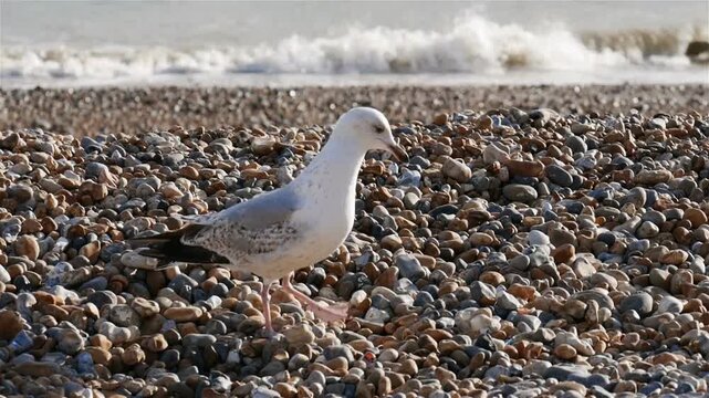 Seagull on the beach. A white-headed seagull walking along the the beach at Brighton, England. The camera tracks the bird on the pebble beach with the calm sea visible in the background.