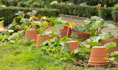 Terracotta Plant Pots Set Amid Lush Garden Beds With Green Leaves and Growing Plants