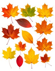 A collection of diverse, colorful autumn leaves against white