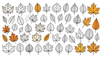 A collection of various autumn leaves in different shapes and colors