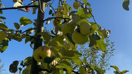 Green apples growing in summer