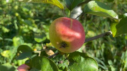 pink-green apple variety up close