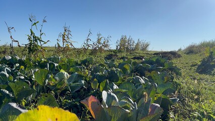 Green farm cabbage ready growing 
