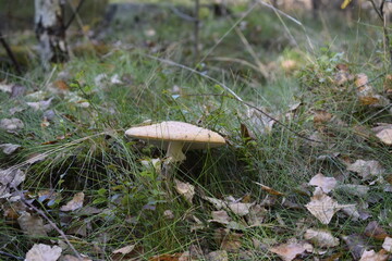 Light mushroom among grass and fallen leaves