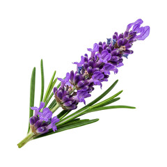 Sprig of fragrant lavender flowers isolated on transparent background, a beautiful and aromatic addition to any garden