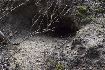Animal burrow entrance in forest soil