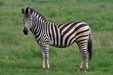 Obraz premium Black and white striped patterns on a zebra