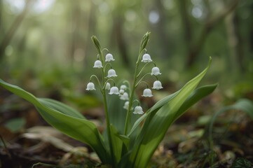 Fototapeta premium Fresh spring growth of lily of the valley blossoms. Ecological concept. Toxic flowering species. Macro shot.