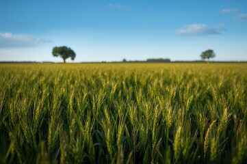 Early growth stage of cereal crops in a field
