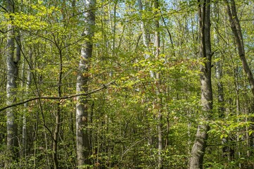 Fototapeta premium Fresh foliage in a spring woodland from a Beech tree