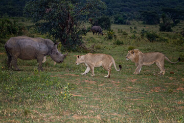 Lions anss a white rhino