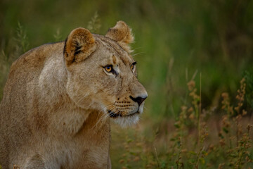 Lioness early in the morning