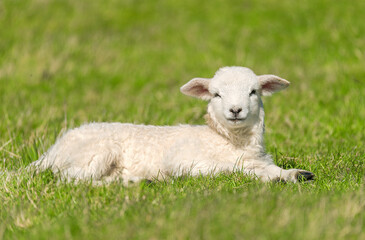 Easter lamb lying in the grass &ndash; 1232