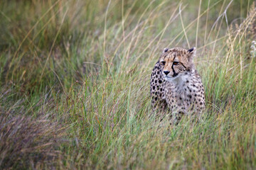 cheetah in the grass