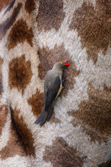 oxpecker on giraffe skin © Peet