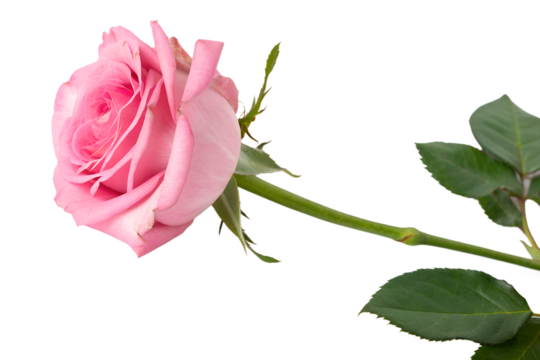 Single Pink Rose on White Background