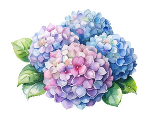 Fototapeta premium Hydrangea Watercolor Cluster