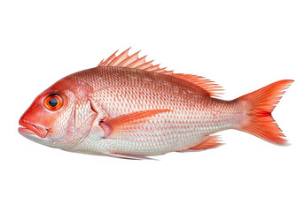 Vibrant Red Snapper Fish


