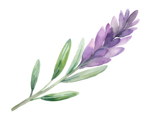 Hand-Painted Watercolor Lavender and Rosemary Branch isolated on white background