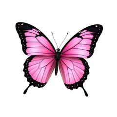 Pink and black butterfly with open wings, detailed realistic illustration, white background