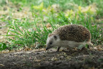 Small wild European hedgehog (Erinaceus europaeus) carefully walking, searching for food. Close-up shot with a soft natural bokeh background. Perfect for nature, wildlife, or children's themes. © Maxim Kukurund