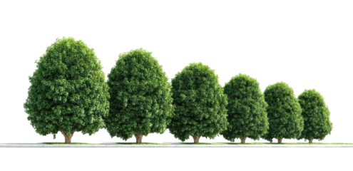 Row of trimmed trees in a horizontal line