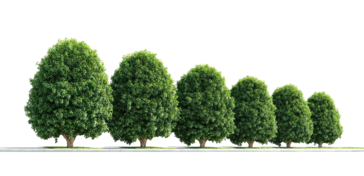 Row of trimmed trees in a horizontal line