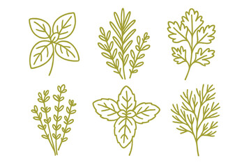 Six popular fresh culinary herbs and spices collection in simple outline drawing style