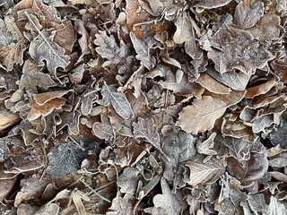 frozen foliage, frosted leaves