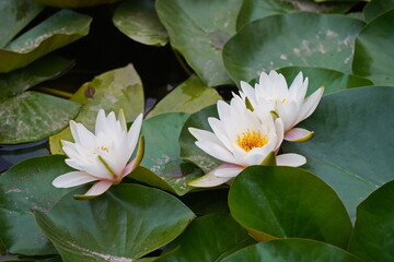 Wild lilies in the city pond, in the park. Autumn time.