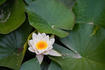 Wild lilies in the city pond, in the park. Autumn time.